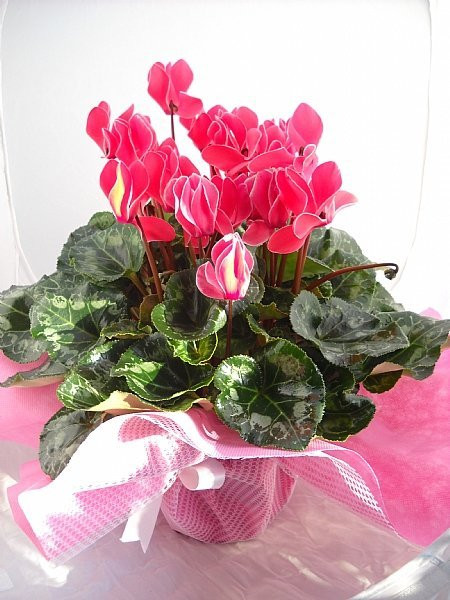 Günün İndirimi CYCLAMEN /SIKLAMEN Günün İndirimi CYCLAMEN /SIKLAMEN