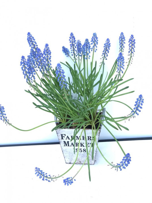 Lavinta Özel Saksı Çiçeği