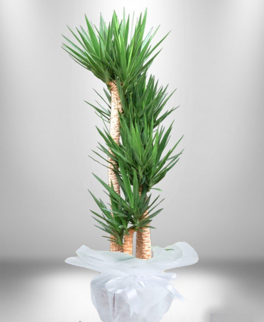 5 li Yucca Saksı Çiçeği 5 li Yucca Saksı Çiçeği
