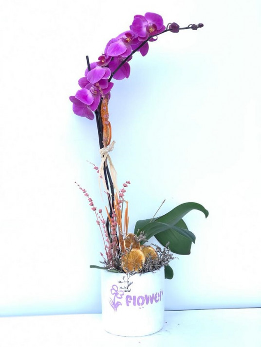 Tek dal pembe, Valentine Orkide