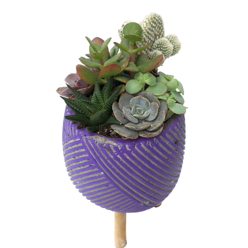 Özel Tasarım Seramik Sukullent Özel Tasarım Seramik Sukullent