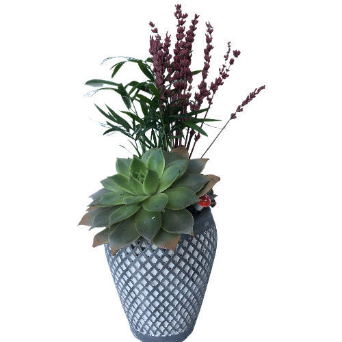 Özel Teraryum Özel Teraryum