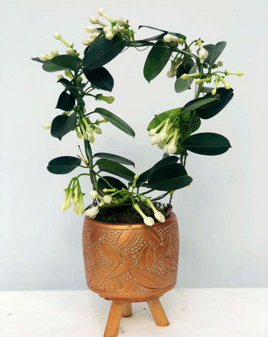 Antico Yasemin Çiçeği Dekoratif Şık Vazoda Antico Yasemin Çiçeği Dekoratif Şık Vazoda