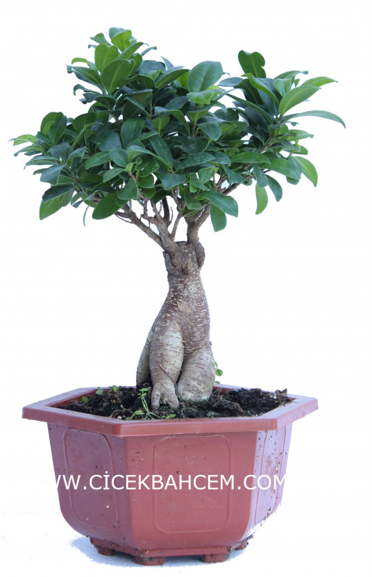 Bonzai (35cm) Bonzai (35cm)