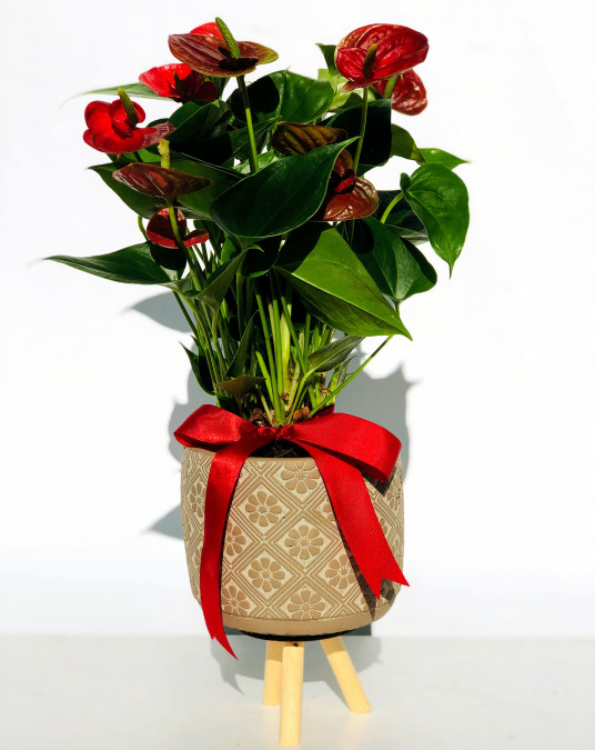 Diana Dekoratif Vazoda Antorium Çiçeği  Diana Dekoratif Vazoda Antorium Çiçeği