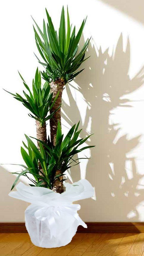 Dörtlü Yucca Çiçeği