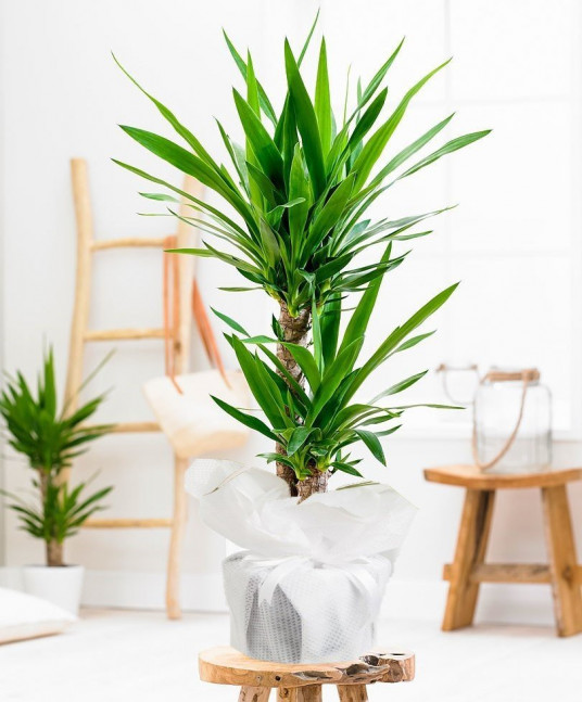 İkili Yucca Saksı Çiçeği İkili Yucca Saksı Çiçeği