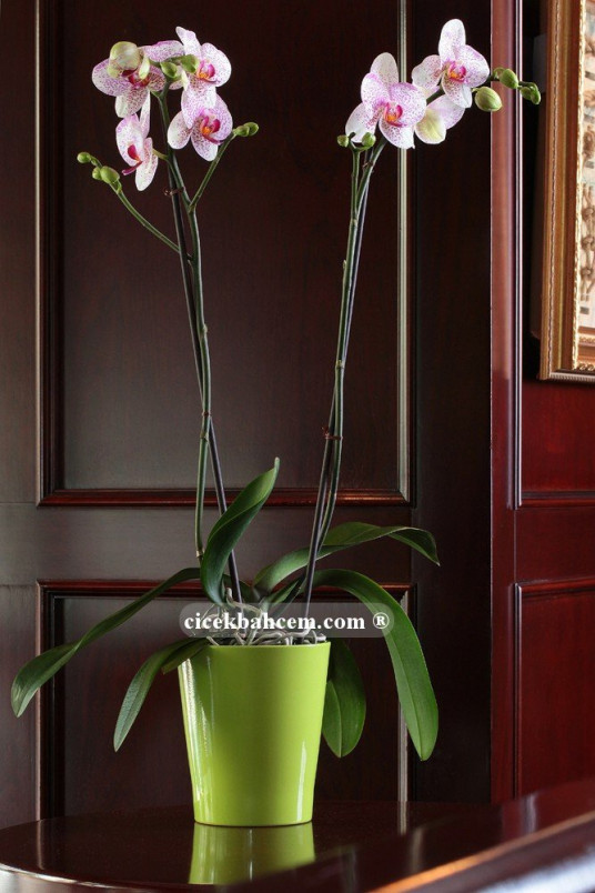 Çift Dal Pembe Mix, Oh La La Orkide Çift Dal Pembe Mix, Oh La La Orkide
