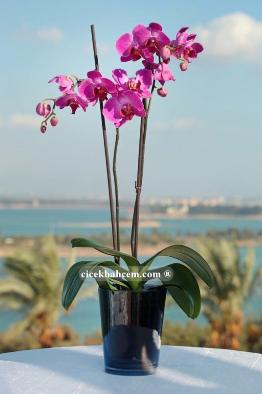 Çift Dal Mor,Nighty Orkide Çift Dal Mor,Nighty Orkide