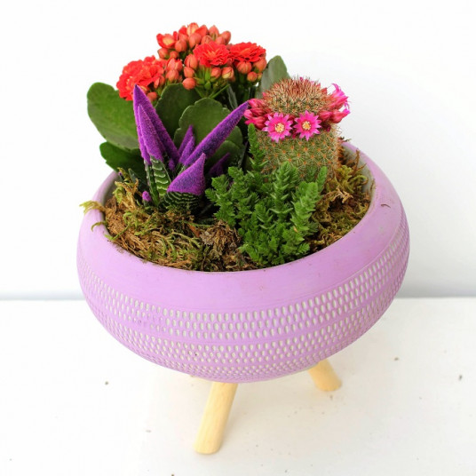 New Design İdeas Sukulent Aranjmanı (Siyah Vazo) New Design İdeas Sukulent Aranjmanı (Siyah Vazo)