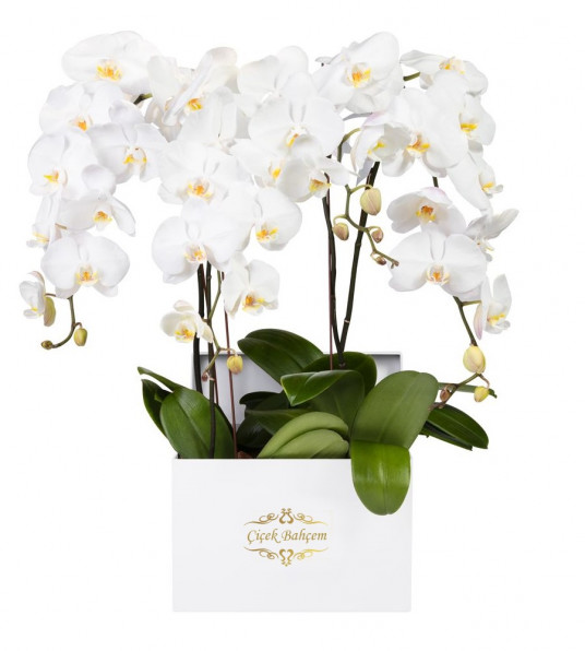Beyaz Kare Kutuda 4 Dal Beyaz Orkide Beyaz Kare Kutuda 4 Dal Beyaz Orkide