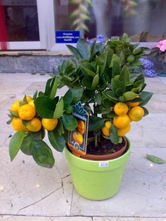 Küçük Portakal Ağacı Küçük Portakal Ağacı