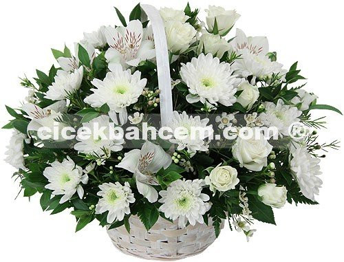 Mutluluk Perisi - Beyaz Krizantem, Gül  Mutluluk Perisi - Beyaz Krizantem, Gül