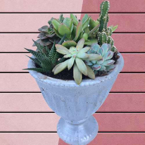 New Design İdeas Sukulent Aranjmanı New Design İdeas Sukulent Aranjmanı