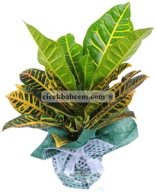 Ofis Çiçekleri Kraton Ofis Çiçekleri Kraton