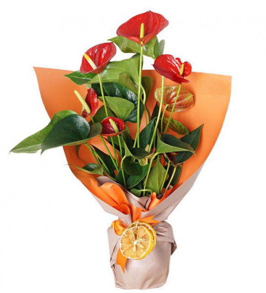 Ofis Çiçekleri Saksı Antoryum SAK1341  Ofis Çiçekleri Saksı Antoryum SAK1341