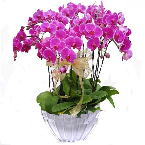 Özel Vazo İçine 9 Adet Pembe Orkide Aranjmanı  Özel Vazo İçine 9 Adet Pembe Orkide Aranjmanı