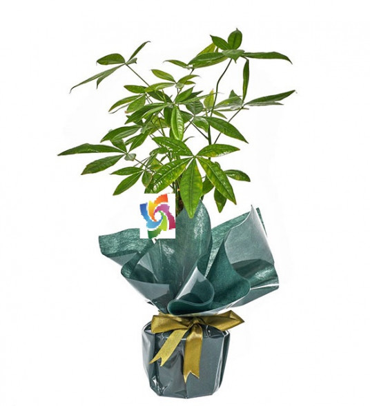 Ofis Çiçekleri Pachira (Para Ağacı)