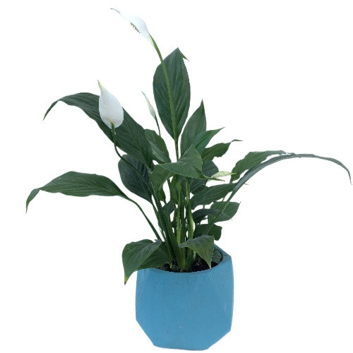 Saksıda Mini Spatifilyum Saksıda Mini Spatifilyum