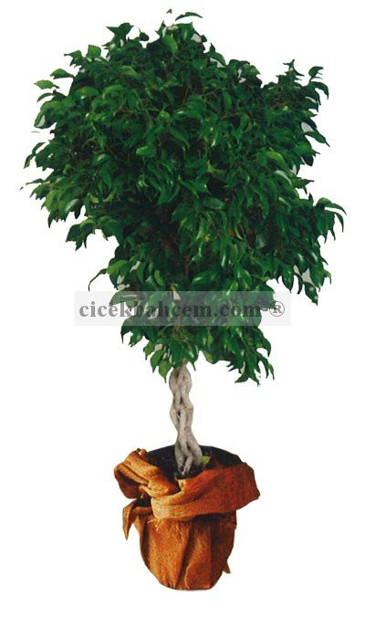 Saksı Çiçekleri ÖRGÜLÜ BENJAMİN  Saksı Çiçekleri ÖRGÜLÜ BENJAMİN