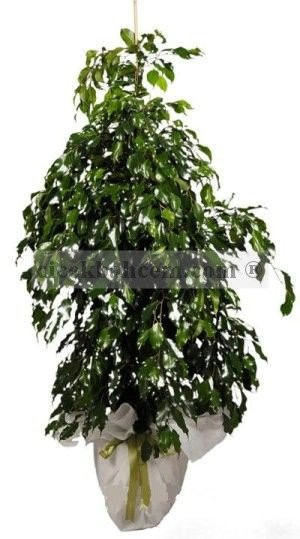 Saksıda Çiçek Siparişi FICUS BENJAMİN Saksıda Çiçek Siparişi FICUS BENJAMİN
