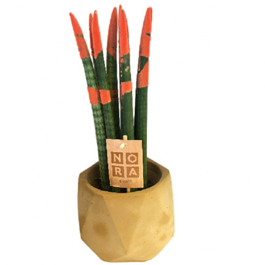 Sansevieria Gold Sansevieria Gold