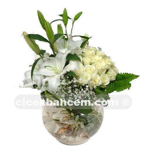 Sevgiliye Ozel Beyaz Gul Lilyum Sevgiliye Ozel Beyaz Gul Lilyum