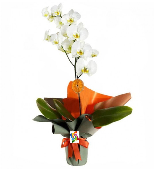 Tek Dal Beyaz Orkide Tek Dal Beyaz Orkide
