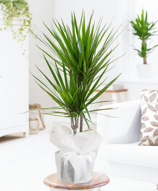 İkili Dracena Saksı Çiçeği İkili Dracena Saksı Çiçeği