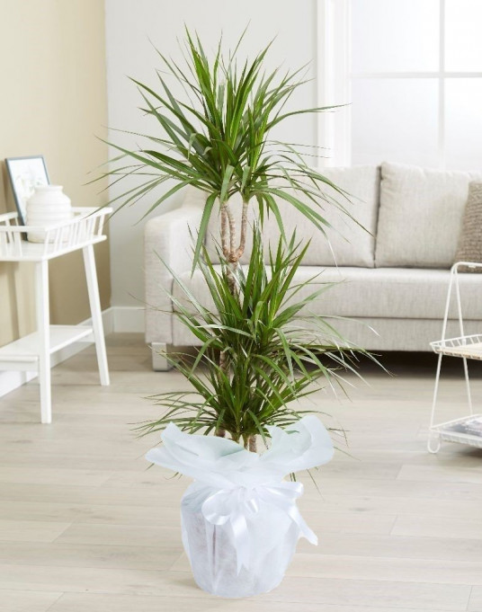Üçlü Dracena Saksı Çiçeği Üçlü Dracena Saksı Çiçeği
