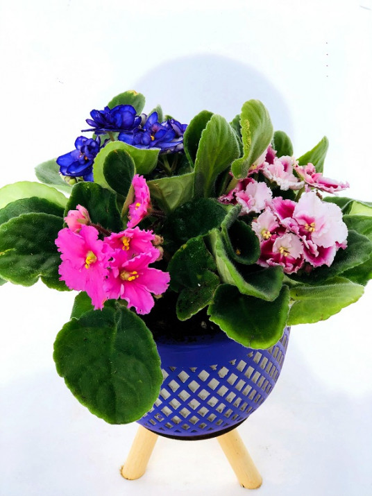 Joyce Ayaklı Dekoratif Mavi Vazoda Menekşe Joyce Ayaklı Dekoratif Mavi Vazoda Menekşe