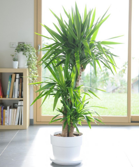 3'lü Yucca Çiçeği 3'lü Yucca Çiçeği