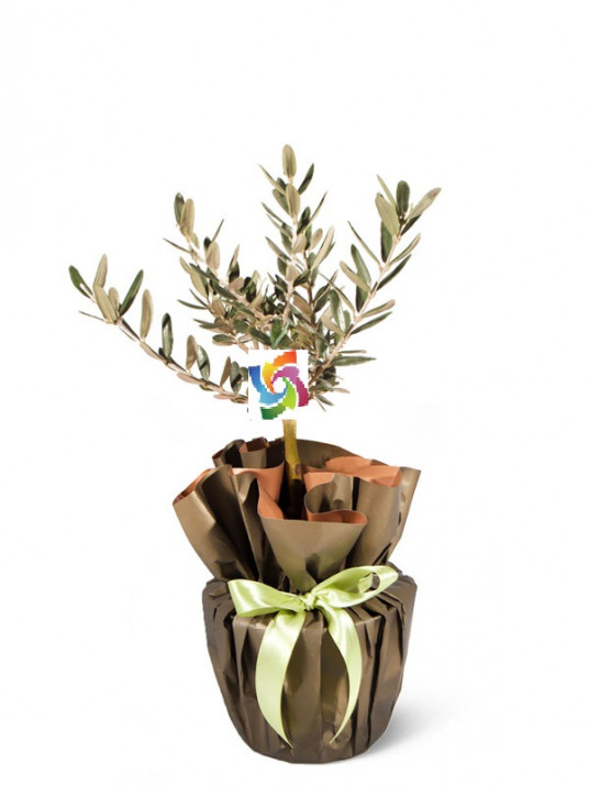 Zeytin Ağacı Zeytin Ağacı