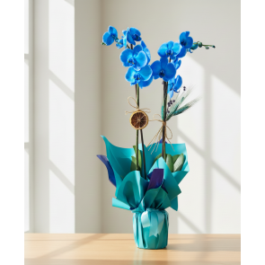 Mavi Orkide ® Blue Orkide