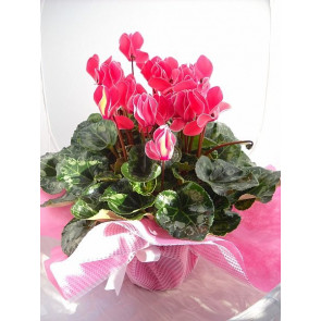 Günün İndirimi CYCLAMEN /SIKLAMEN