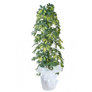 Saksı Çiçeği 3'lu Şeflera (Schefflera)