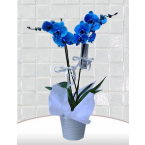 Mavi Orkide ® Blue Orkide