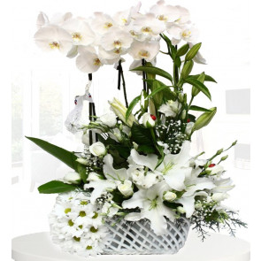 "Kış Harikası" Orkide ve Lilyum