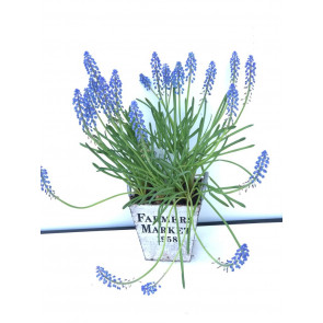 Lavinta Özel Saksı Çiçeği