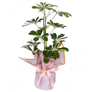 Schefflera