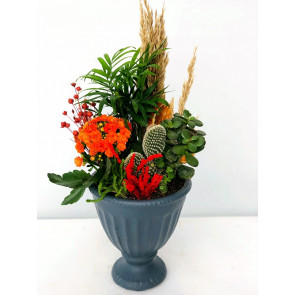 İnci Serisi, Love Canlı Teraryum