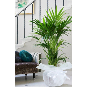 Chamaedorea Elegans Areka Saksı Çiçeği
