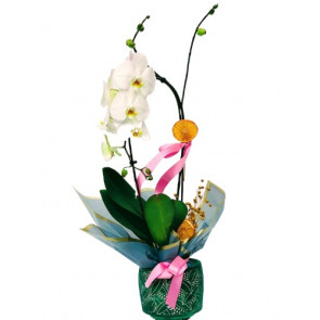 Beyaz Eğimli Orkide - Ayaklık Dekoratif Vazoda