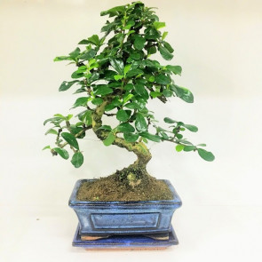 Zelkova S Bonzai