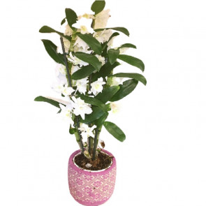 dendrobium orkide vip