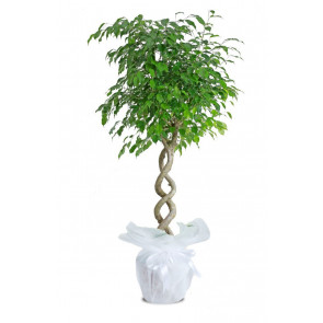 Ficus Benjamin Exotica