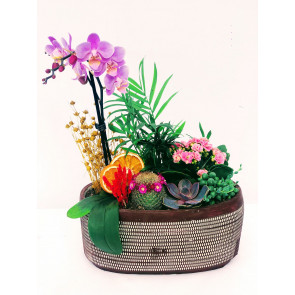 Gold Sukulent Orkide Tasarımı