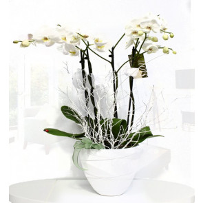 İkili Beyaz Seramik Vazoda Orkide