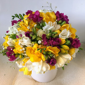 Karışık Mevsimin Kokulu Çiçeği Frezya