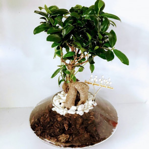 Cam Saksıda Space Ficus Bonsai